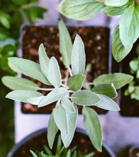 zahncreme salbei matt montgomery Vitamin B12 Salbei Kräuter Kräutergarten vogelperspektive Rezept Zutat grün lila